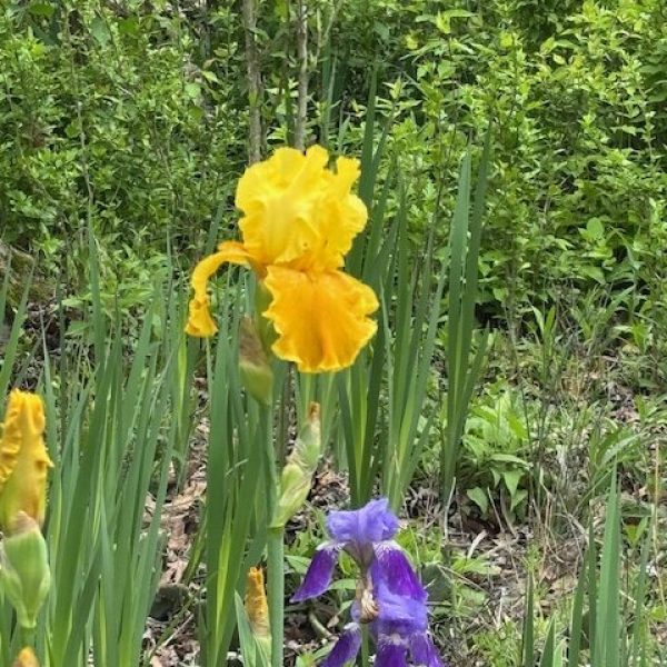 Yellow Iris website